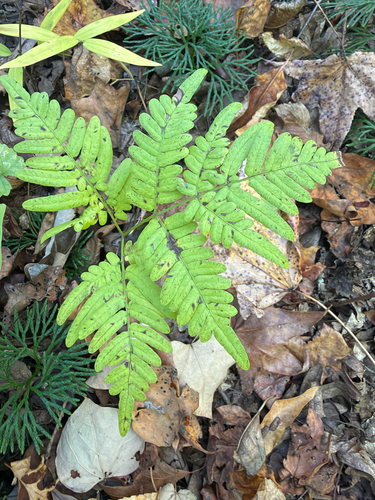 Pteridium aquilinum observed 2026-10-27