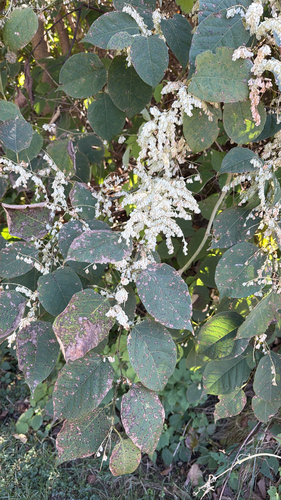 Reynoutria japonica observed 2026-10-27