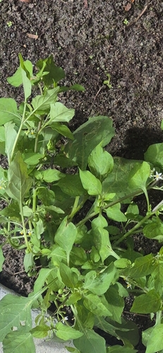 Solanum nigrum observed 2026-10-27