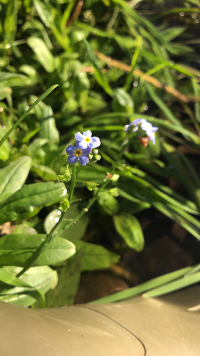 Myosotis scorpioides observed 2026-10-27