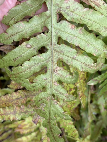 Lorinseria areolata observed 2026-10-27