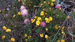 Pimelea alpina