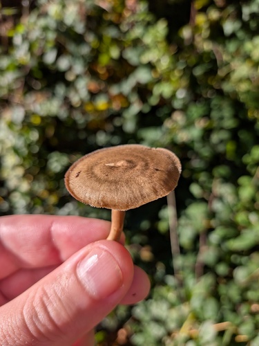 Lentinus brumalis observed 2026-10-27