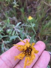 Grindelia pulchella