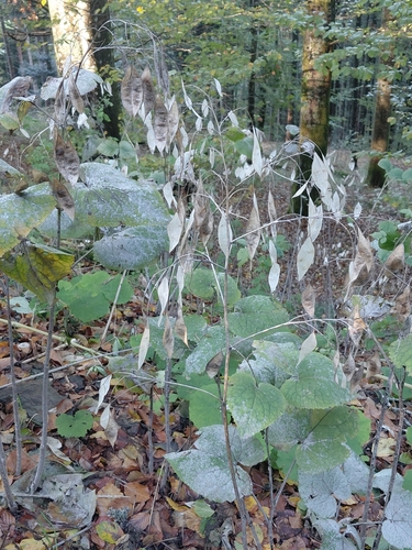 Lunaria rediviva observed 2026-10-27