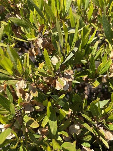 Dodonaea viscosa observed 2026-10-26
