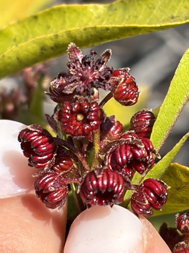 Dodonaea viscosa observed 2026-10-26