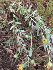 Grindelia pulchella