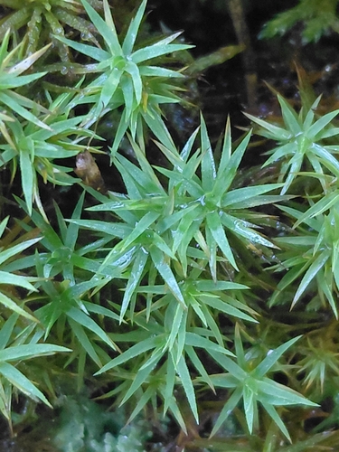 Pogonatum urnigerum observed 2026-10-27