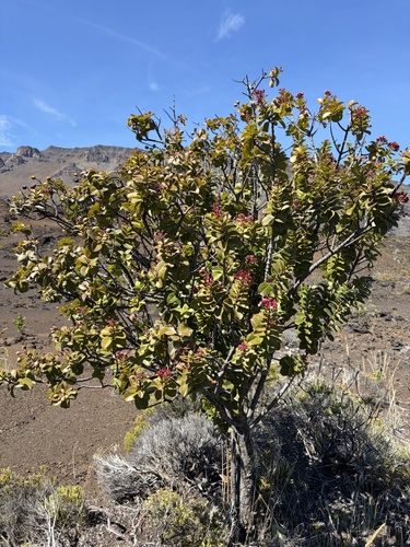 Santalum haleakalae observed 2026-10-26
