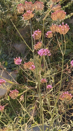 Verbena bonariensis observed 2026-10-27