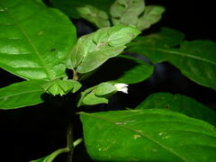 Herpetacanthus rotundatus