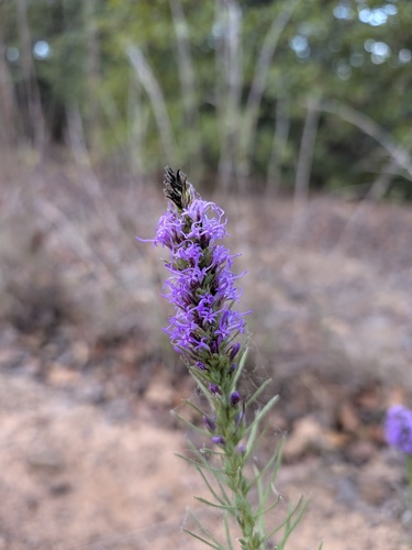 Liatris punctata observed 2026-10-27