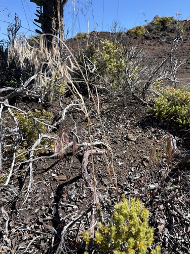 Bromus tectorum observed 2026-10-26