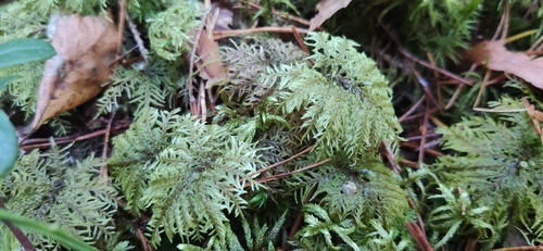Hylocomium splendens observed 2026-10-27