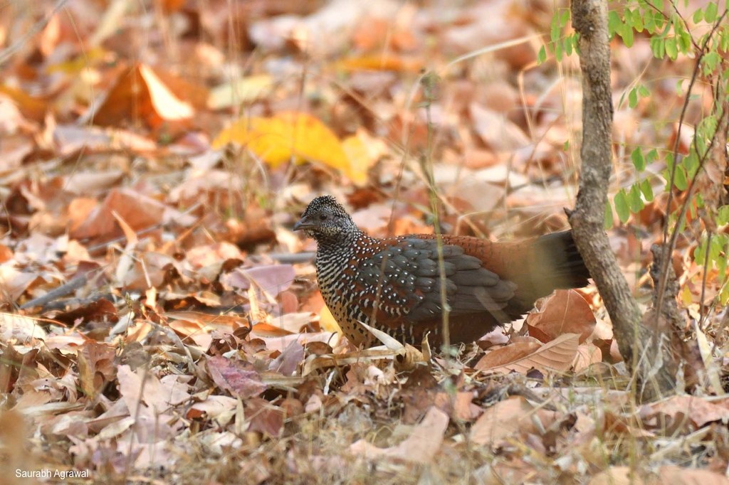 Painted Spurfowl (Flora and Fauna of Bandhavgarh National Park, India) ·  iNaturalist