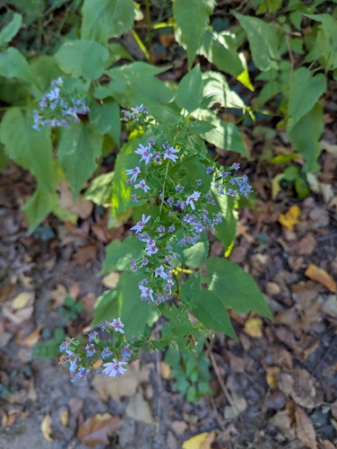 Symphyotrichum cordifolium, 2026-10-27