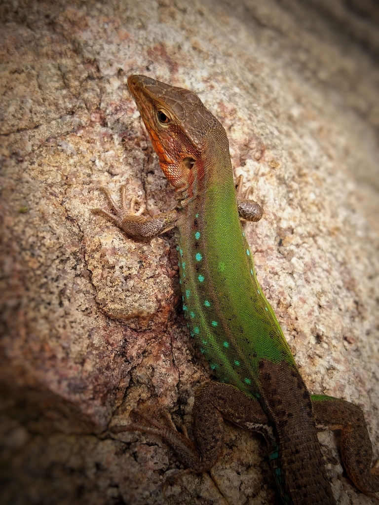 Spix's Whiptail