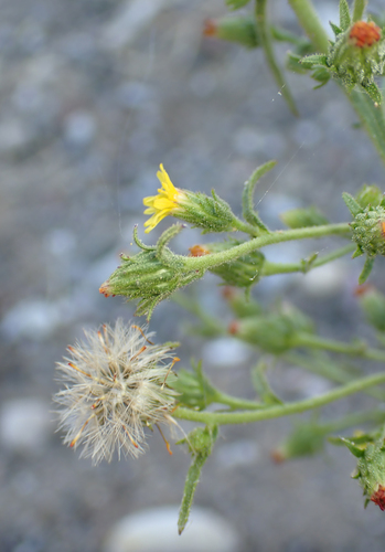 Dittrichia graveolens, 2026-10-25