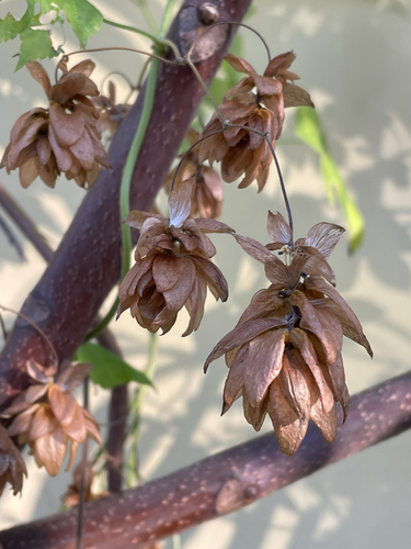 Humulus lupulus, 2026-10-27
