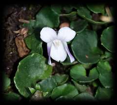 Viola curtisiae