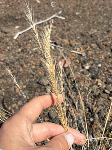 Festuca myuros observed 2026-10-26