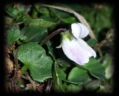 Image of Viola curtisiae by (c) Russell Best, some rights reserved (CC BY)