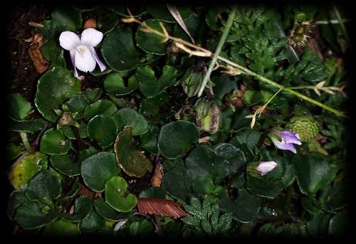 Image of Montane Ivyleaf Violet (Viola curtisiae) by (c) Russell Best, some rights reserved (CC BY)