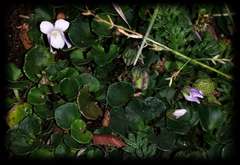 Viola curtisiae