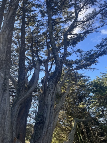 Cupressus macrocarpa observed 2026-10-26