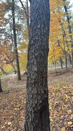 Prunus observed 2026-10-27