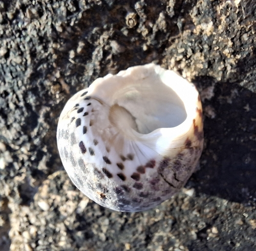 Monodonta turbinata, 2026-10-27