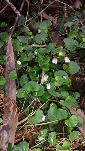 Image of Montane Ivyleaf Violet (Viola curtisiae) by (c) Russell Best, some rights reserved (CC BY)