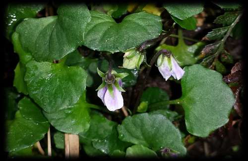 Image of Montane Ivyleaf Violet (Viola curtisiae) by (c) Russell Best, some rights reserved (CC BY)