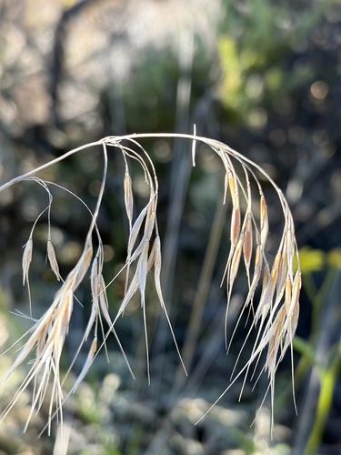 Bromus tectorum observed 2026-10-26