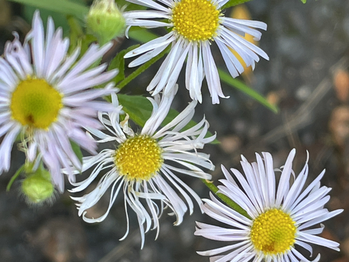 Erigeron annuus observed 2026-10-27