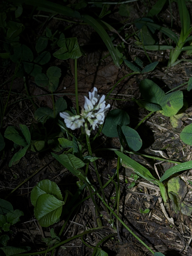 Trifolium observed 2026-10-28