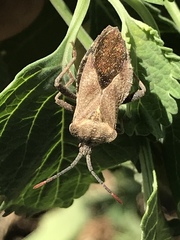 Piezogaster indecorus