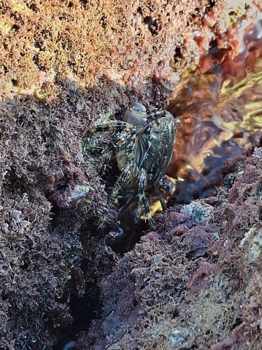 Pachygrapsus observed 2026-10-27