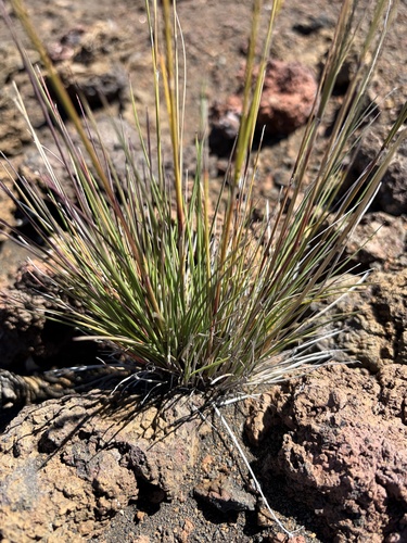 Agrostis sandwicensis observed 2026-10-26