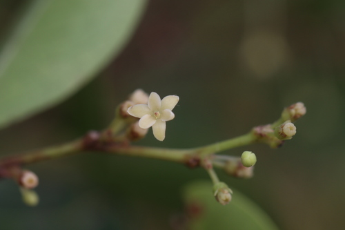 Glochidion rubrum observed 2026-10-09