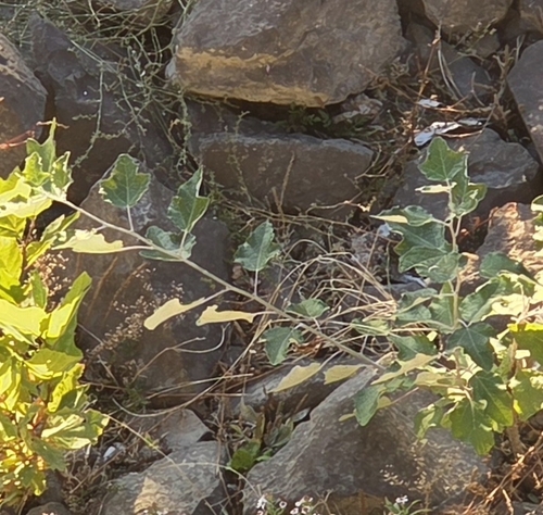Populus alba, 2026-10-27