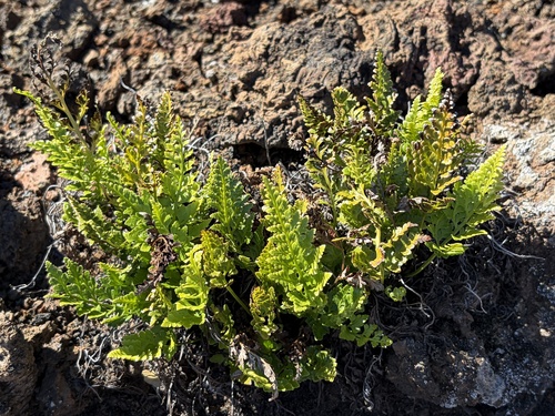 Asplenium, 2026-10-26