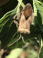 Piezogaster indecorus