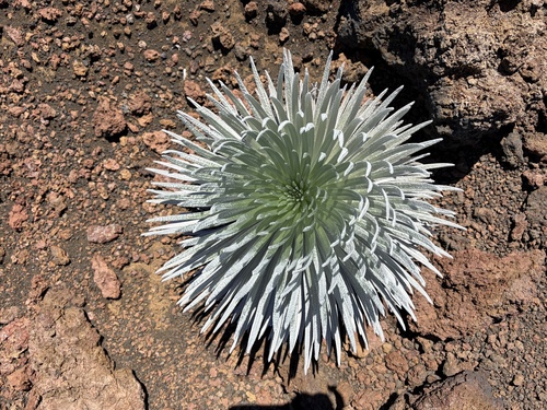 Argyroxiphium sandwicense observed 2026-10-26