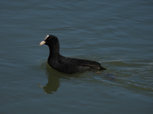 Fulica atra, 2026-10-27