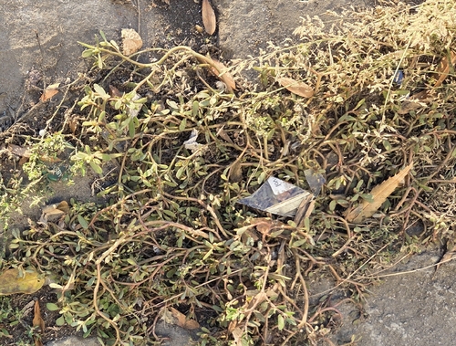 Portulaca oleracea observed 2026-10-27