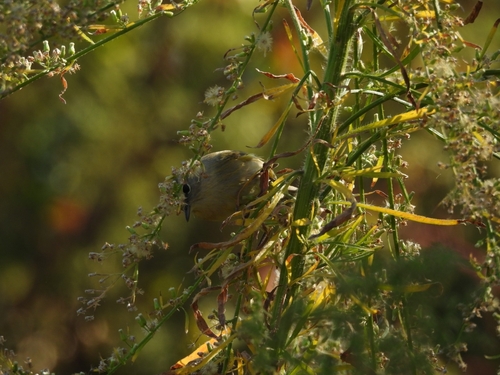 Phylloscopus observed 2026-10-27
