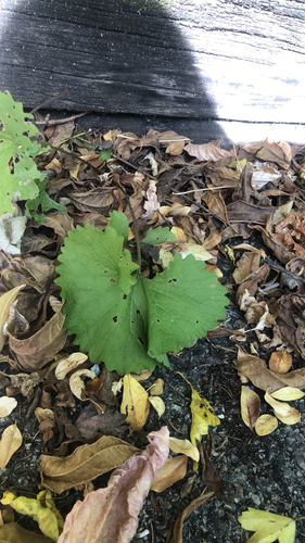 Cruciferae, 2026-10-27