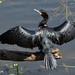 Little Cormorant - Photo (c) Saurabh Agrawal, some rights reserved (CC BY-NC), uploaded by Saurabh Agrawal